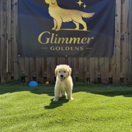 Golden Retriever Puppies from Glimmer Goldens