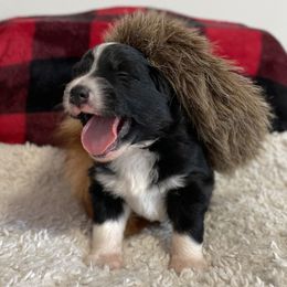 Australian Shepherd Puppies from Kelly Krew Aussies
