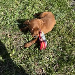 Prince - Chocolate male Labradoodle puppy in Beltsville, Maryland from Georges labradoodles