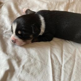 Miniature Australian Shepherd Puppies from Southern Maine Aussies