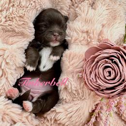 Tinkerbell :Tink: - Chocolate and white female Chihuahua puppy in Oakwood, Georgia from Sunset Eves Chihuahuas