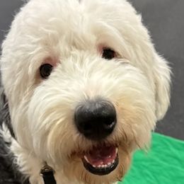 Brussels Griffons and Old English Sheepdogs from Amble Creek Old English Sheepdogs