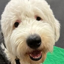 Brussels Griffons and Old English Sheepdogs from Amble Creek Old English Sheepdogs