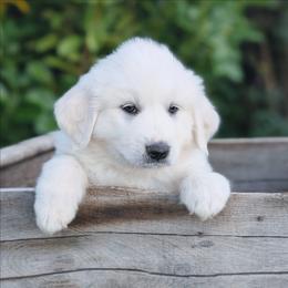 Magenta - White female Great Pyrenees puppy in Yakima, Washington from Naches Heights Ranch