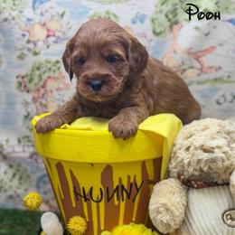 Pooh - Red  male Goldendoodle puppy in Williamson, New York from Lakeside Doodles