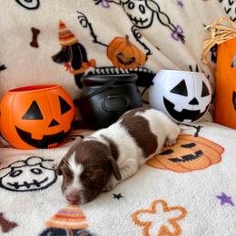 Girl1 - Piebald female Dachshund puppy in Smoot, West Virginia from AMC Dachshunds