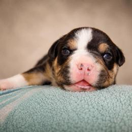 Obara - Black tri-color female American Bully puppy in Nashville, Tennessee from SimplyBullies