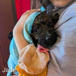 Jade - Brown and tan female Cockapoo puppy in Sunset, Louisiana from Cano Cockapoos