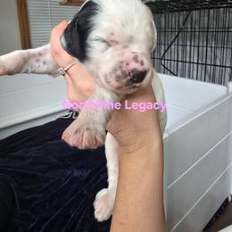 Halo - White and black female Dalmatian puppy in Janesville, Wisconsin from Legacy Dalmatians