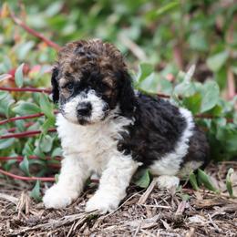 Barkley - Black male Whoodle puppy in West Bend, Iowa from Blue Skies Terriers