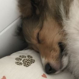 Shetland Sheepdogs from Yardart Shelties