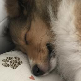 Shetland Sheepdogs from Yardart Shelties