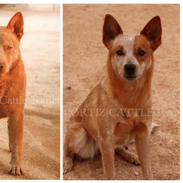 Australian Cattle Dog puppies from Soqui Ortiz Cattle Ranch