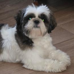 Morgan - Shih Tzu