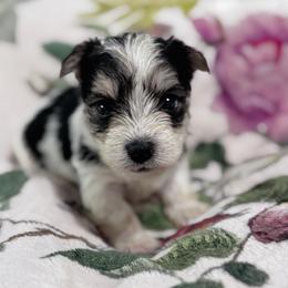 Boy1 - Chocolate, tan and white male Yorkshire Terrier puppy in Bolton, Connecticut from Elle Yorkies
