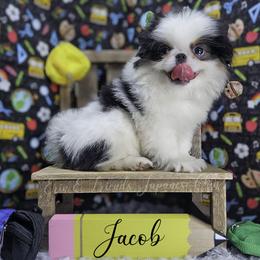 Jacob - Black tan and white male Japanese Chin puppy in Johnson City, Tennessee from Erin & Friends Japanese Chin