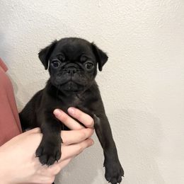 Cash (Johnny Cash) - Pug puppy in Oregon from Hailey's Pugs