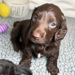 Dachshund Puppies from Gypsy Miniature Dachshunds