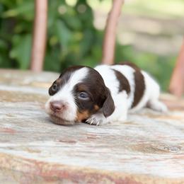 Autumn - Chocolate and tan female Dachshund puppy in Salters, South Carolina from Long-Pine Dachshund
