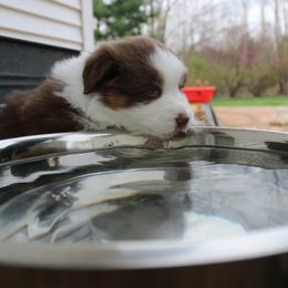 Australian Shepherd Puppies from Starlit Grove Australian Shepherds