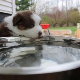 Australian Shepherd Puppies from Starlit Grove Australian Shepherds