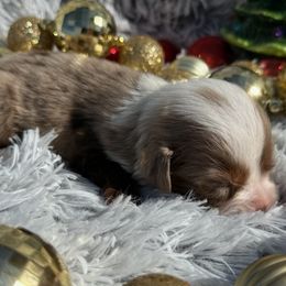 Socks - Red merle male Toy Australian Shepherd puppy in Ambrose, Georgia from Brandilyn's Aussies