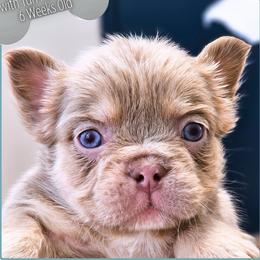 Boy 1 - Daydreamer - Cream male French Bulldog puppy in Elberton, Georgia from Ioney's Southern Paws Shelties, Frenchies, and Yorkies