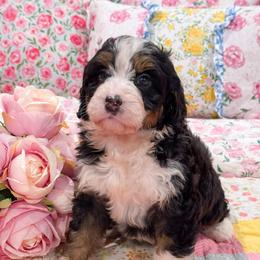 Holly - Tri-color female Bernedoodle puppy in Kilgore, Texas from Furry Tail Doodles