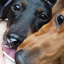 Dachshunds from AB Doxies