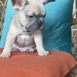 French Bulldog Puppies from Zoey's Dynasty French Bulldogs