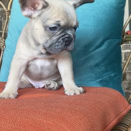 French Bulldog Puppies from Zoey's Dynasty French Bulldogs