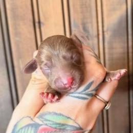 Cupcake - Red female Dachshund puppy in Solon Springs, Wisconsin from Werpstead Shorties