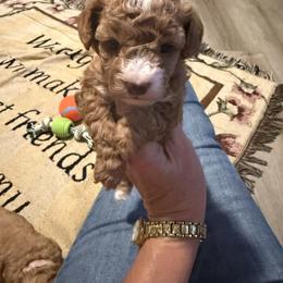 Girl 1 - Red male Cavapoo puppy in Cottondale, Florida from Pat’s precious puppies