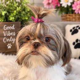 Maizy - Shih Tzu