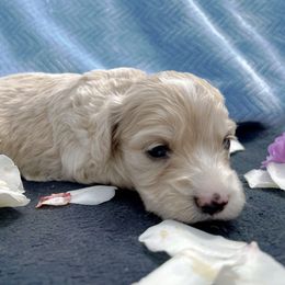 Cockapoo and Pomeranian Puppies from Luna Kennel