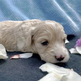 Cockapoo and Pomeranian Puppies from Luna Kennel