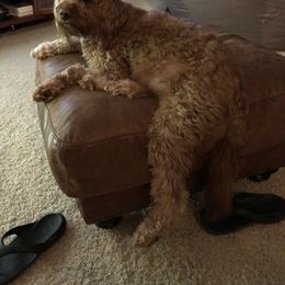 Goldendoodle Puppies from Coal Country Doodles