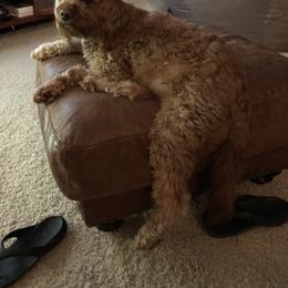 Goldendoodle Puppies from Coal Country Doodles