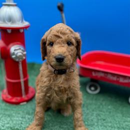 Mikey - Apricot male Goldendoodle puppy in Willacoochee, Georgia from Kitandkboodle's Doodles