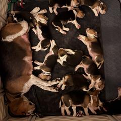 Harrier Puppies from Darkfire Harriers