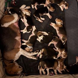 Harrier Puppies from Darkfire Harriers