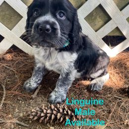 Linguine - Black and white male English Springer Spaniel puppy in Hudson, Michigan from Picky’s Puppies