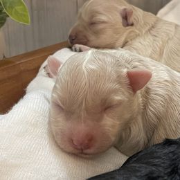 Miniature Schnauzer Puppies from Bar W Schnauzers