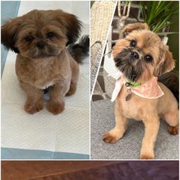 Shih Tzu All Grown Up from Sunshine Shih tzus