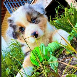 Colin - Blue merle male Australian Shepherd puppy in Croswell, Michigan from Platinum Edition Australian Shepherds