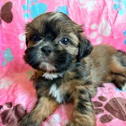 Brandy - Chocolate and tan female Shih Tzu puppy in Hemet, California from Aloha Shih Tzu