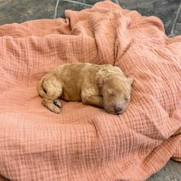 Nutmeg - Red female Cockapoo puppy in Mesa, Arizona from Goldenpaw Cockapoos