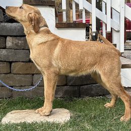 Lady - Labrador Retriever