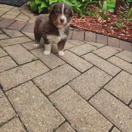 Miniature Australian Shepherd Puppies from Bornagain Paws