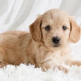 Carl first in group photo - Red male Dachshund puppy in Richmond, Virginia from Irresistible Dachshunds & Cavaliers